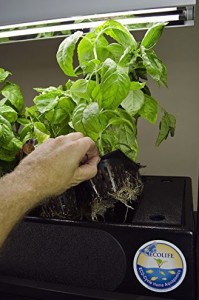 Aquaponics Building